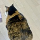 야준코가요주점 | 12월 넷째 주 주말 일상 기록 🔥 / 용산 나들이, 성월동화, 잠연, 블루 엘리펀트