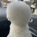 견미소 이미지