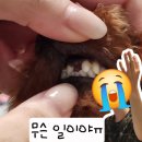 그집이야기펜션 | 🦷🕳🦷🦷 우리집 막내.. 영구 되다 (3-1)