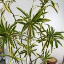 숯불갈비비원 이미지