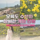 부산 오륙도수선화 해맞이공원 실시간 개화정도 꽃구경 주말데이트