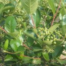 상진농장 이미지