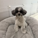 히히 그루밍 | 수원/용인 강아지 미용실 추천_그루밍사운드_말티푸 미용_내돈내산