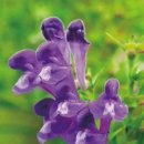 황금3로 이미지