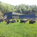 푸른흑염소농장 이미지