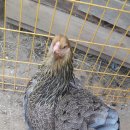 종만이농장 이미지