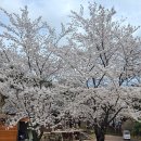 은해사 벚꽃길 이미지