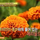메리골드 이미지
