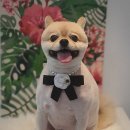 그루밍 펫 뷰티샵 이미지