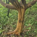 성읍리-6 이미지