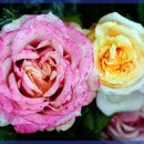 사랑의꽃집 이미지