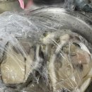 씨알랩 | 삼선바다 | 여름 바위굴 삼배체굴 하프셀 3KG 내돈내산 시켜먹은 썰