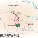 자작나무힐