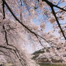 논공농협 맞은편 정자 앞 | 당진 벚꽃 명소 골정지 저수지 야경 카페 주차 데이트코스 총정리