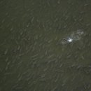 안양천에 출몰한 물고기떼의 정체 이미지