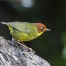 Chestnut-headed Tesia 이미지