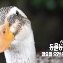 대화오리농장 이미지