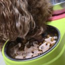 계양SKY동물메디컬센터 | [일기]눈누난나☆ 계양sky동물메디컬센터,집밥,유천가든,홍게짬뽕순두부,영어공부