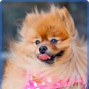 동물사랑병원 이미지