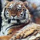 백두산 범 이미지