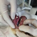 스타동물의료센터 | 구래동 온아동물의료센터 강아지 스케일링 후기｜2.7kg 소형견 자두, 2년 만에 치석 제거