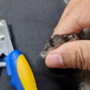 페스룸 스마트 네일 클리퍼 후기(고양이 발톱깎이)