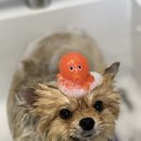 헬로우 그루밍 이미지