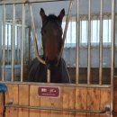 태백승마클럽 이미지