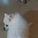 견생일기 이미지