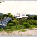 댕댕이천사 이미지