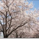 낙동강제방(1) 이미지