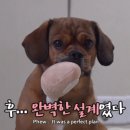 똥강아지 - 부천시 원미구 석천로169번길 34 | 똥강아지