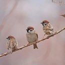 서울참새 이미지