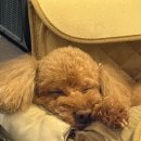 일품정가 | [정가양갈비] 애견동반 가능한 회기역 맛집 : 잡내 1도 없는 인생 양갈비 솔직 후기 (주차/메뉴)