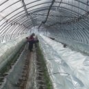 미리네농장 이미지