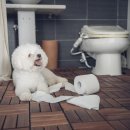 강아지공간 이미지