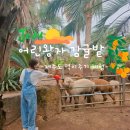 운송 | 제주 서귀포 먹이주기 체험 카페 어린왕자 감귤밭 5살 아기랑 여행코스