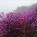 강화도 고려산(高麗山,436.3m) 진달래 축제 우중산행*전주 건셀프, 2018.4.14.토.* 이미지