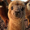 방실농장 이미지