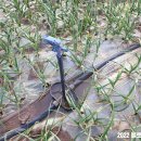 동일리 지석묘 2호 이미지