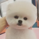 하꾸나마루다 이미지