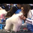 순도리네애견 이미지