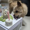 마시땡 | |강아지 케이크| 12살 맞이 전신입체 케이크 제작한 &#39;마시땡&#39;