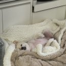 연향1로 | 순천애견미용 연향동 견과하루 실제 후기