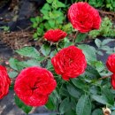 로젠하임 이미지