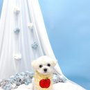 견생의하루 펫살롱 일산본점 이미지