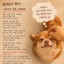 불쌍한 강아지 왕왕이 외면하지말아줘 두달동안의 관심이 중요하대ㅜㅜㅜㅜ제발 이미지
