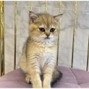 도그마루 천안지점 이미지