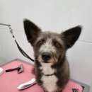 멍멍이컷 이미지