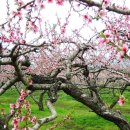 (주)복사꽃사람들 이미지